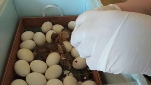 Мускусные утки//Помогаем утенку вылупиться.