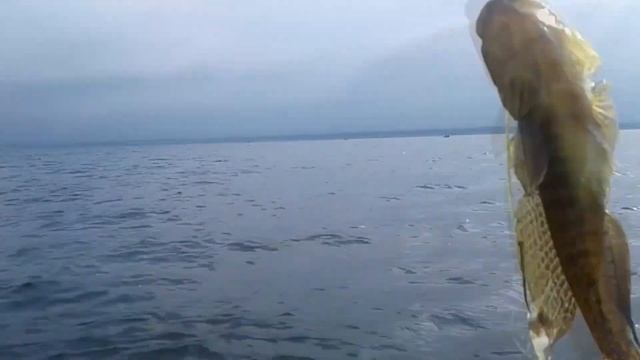 Что ловиться на Телегульском лимане, на что ловится.... Кладоискатели Одессы. смотреть онлайн