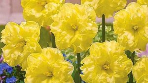 Нарцисс цветок: желтые, белые, розовые, трубчатые виды