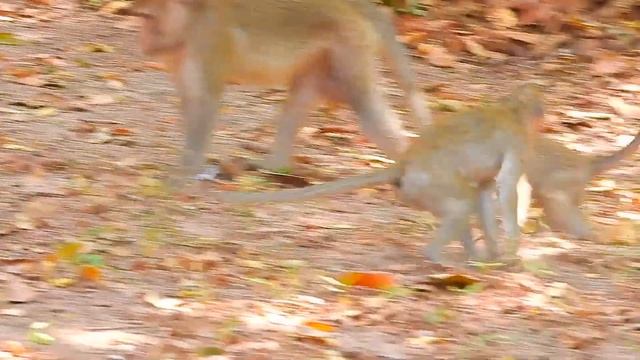 MG, Too Small Monkey Can't Move, Why Old Monkey  Do Like That On It?, Pitiful Tiny  Baby Monkey.