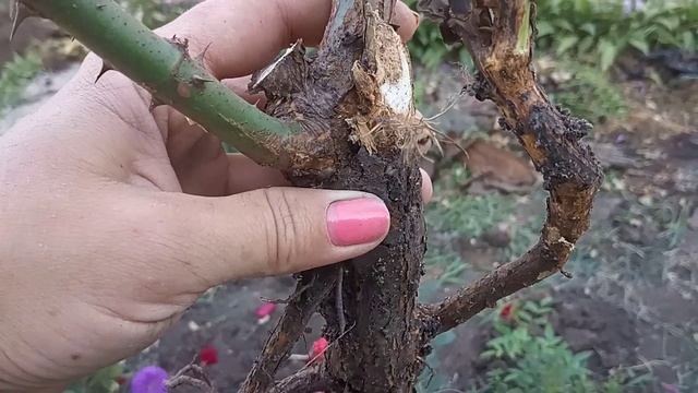 Пересадка корнесобственных роз осенью. Обзор корневой системы 3х летней розы. смотреть онлайн