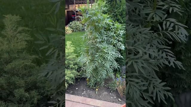 Огромные БАРХАТЦЫ цветы для сада #бархатцы смотреть онлайн