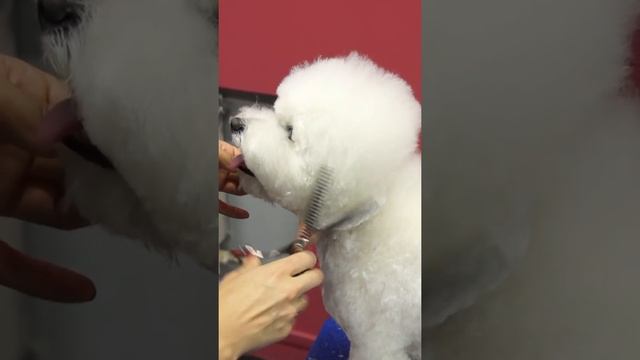 ГРУМИНГ БИШОНА / СТРИЖКА БИШОНА ФРИЗЕ / GROOM SCHOOL смотреть онлайн
