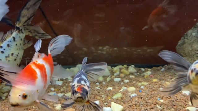 Breeding Shubunkins and HE TALKS!!! Canadian Ponds. смотреть онлайн