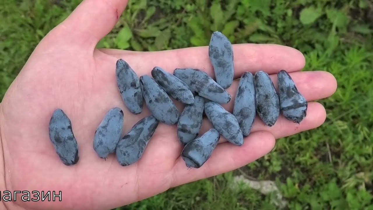 СТРЕЖЕВЧАНКА сорт жимолости смотреть онлайн