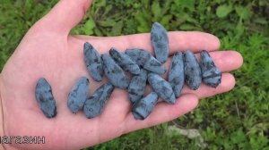 СТРЕЖЕВЧАНКА сорт жимолости