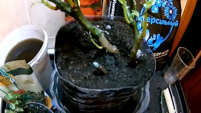 Спасаем розу из коробки и горшечную розу. смотреть онлайн