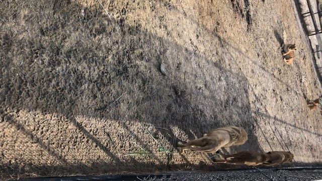 Разогнал всех львов на пути. Гуляющий лев и его королева. Тайган. смотреть онлайн