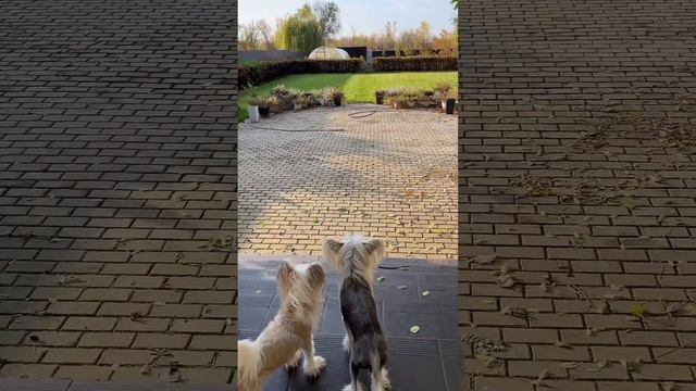 Доброе утро🌷 смотреть онлайн
