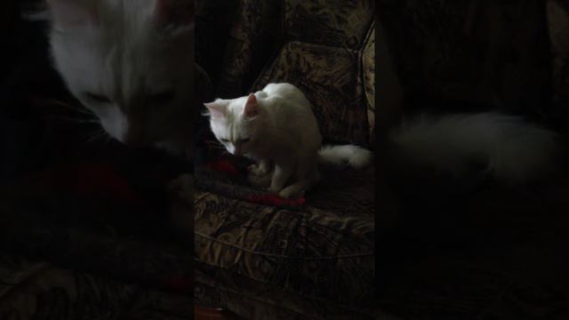 Кот породы турецкая ангора трахает мягкую игрушку смотреть онлайн