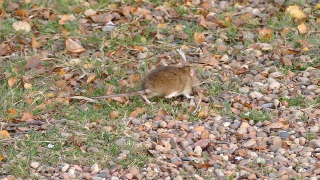 #мирживотных#животные#звукиживотных#.Интересное видео и звуки животных.