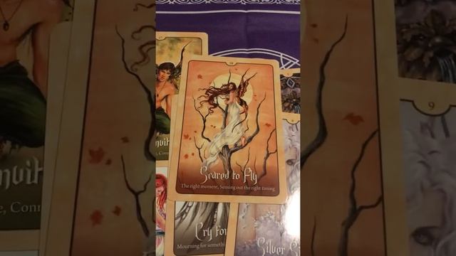 Wild Wisdom of the Faery Oracle смотреть онлайн