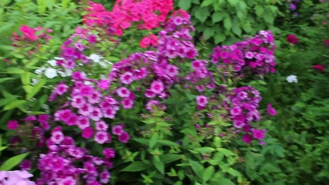 Флоксы Дракон, Кобальт, Москва Златоглавая смотреть онлайн