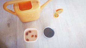 Как вырастить сливу из косточки.