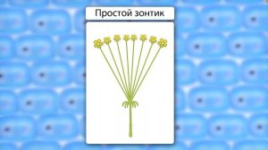 6й кл. Соцветия