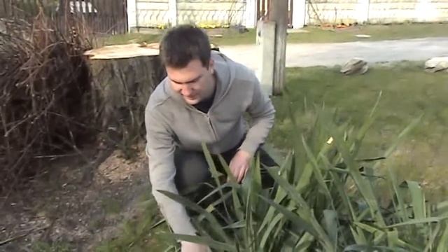 Yucca filamentosa смотреть онлайн