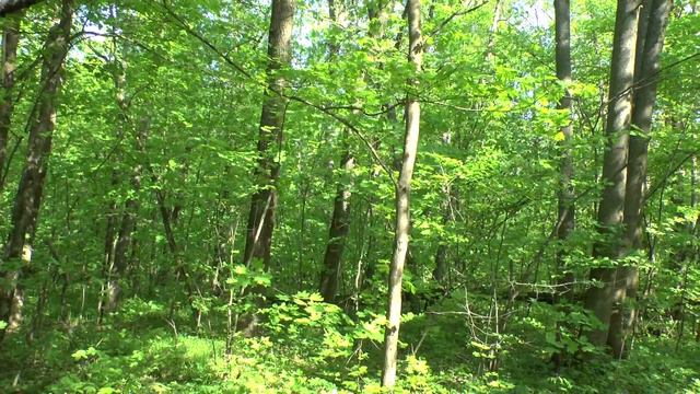 звуки природы ( пение различных птиц) смотреть онлайн