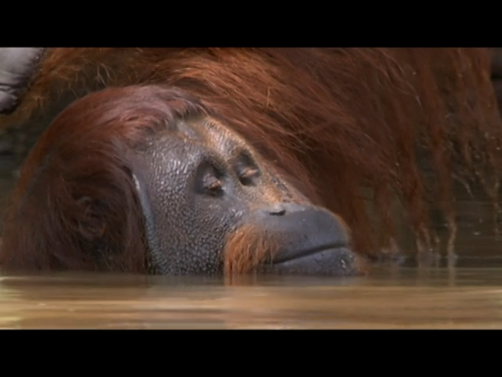 Орангутанги: Спасение человекообразных приматов (Orangutans: The Great Ape Escape) смотреть онлайн