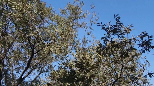 Адам Делимханов Поздравляю с днём рождения РАМЗАН АХМАТОВИЧ КАДЫРОВ! Ахмат сила Аллаху Акбар смотреть онлайн