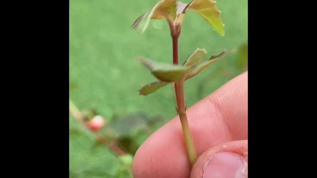 how to propagate fuchsia via cuttings from a small plant uk смотреть онлайн