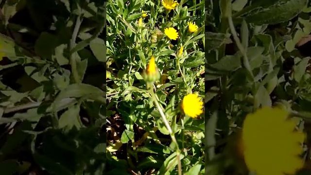 Дикая предикая календула. Ноготки. Прогулка по Анталии. смотреть онлайн