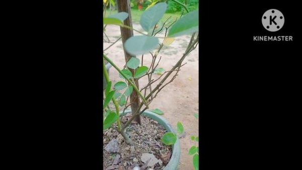 Rose 'Lavender Dream' Plant