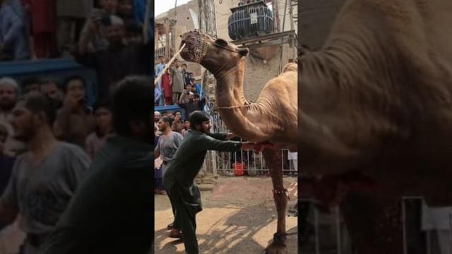 Можно ли отмечать день рождения в исламе? смотреть онлайн