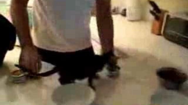 котенок бориться с хозяином за еду! ржаччч!!! смотреть онлайн