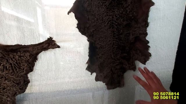 ХАҚИЙҚИЙ НОРКА ТЕЛПАКЛАР НАРХАРИ. ЭРКАКЛАР ВА АЁЛЛАРГА КУКОН ЯНГИ БОЗОРИДАН | Narx navo смотреть онлайн