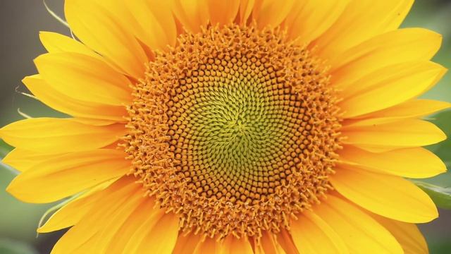 Canon EOS 70D Photo Shoot (Macro) смотреть онлайн