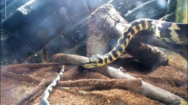 Енот Ракета! Наш ленивый друг Питоша! смотреть онлайн