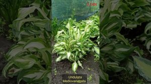 хоста Undulata Mediovariegata
