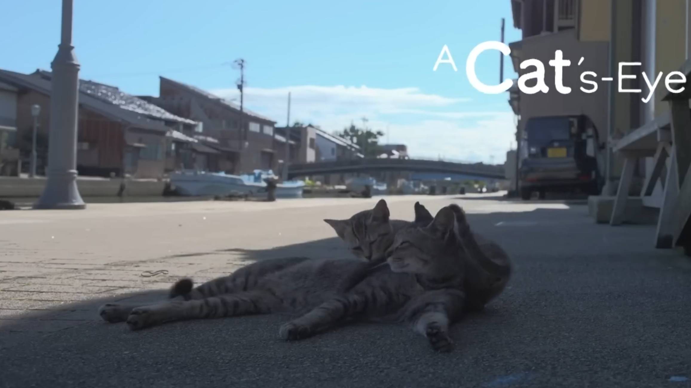 TOYAMA Kitties - Cats Eye