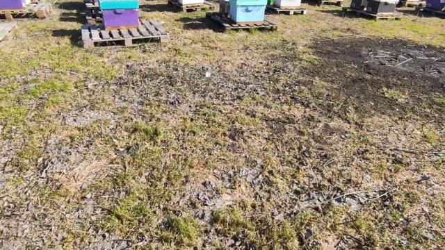 САМЫЙ КРУТОЙ ДЕНЬ на пасеке, Володя поёт песню подписчикам😎 смотреть онлайн