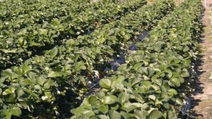 Борьба С МУЧНИСТОЙ РОСОЙ На Клубнике / Навсегда Забудьте Об Этом Заболевании Садовой Земляники