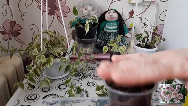 КОМНАТНЫЕ ЦВЕТЫ. смотреть онлайн