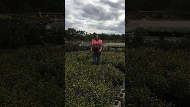 Riverbend Nursery Plant Premiere Week 40-Plumbago! смотреть онлайн