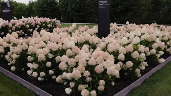 Hydrangea paniculata Living Cotton Cream