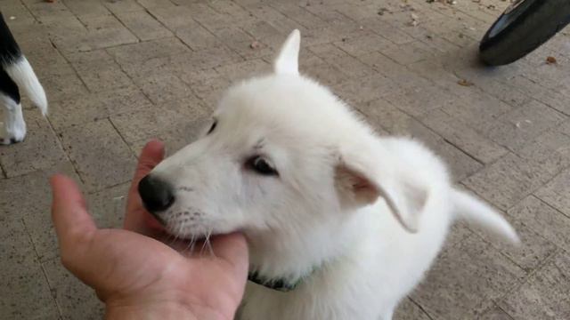 Introducing.. Lupus!! - DogsLife