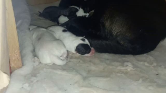 Щеночки родились 18 октября 2023.г. смотреть онлайн