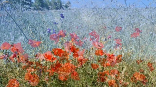 "ЗВУК НЕВИДИМЫХ ВОД"... (Фото Елены Алояровой (Краснодар), музыка Георга Дойтера) смотреть онлайн