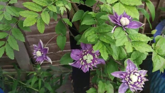 Clematis Taiga