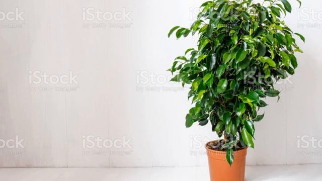 Фикус-старый лекарь.Как фикус влияет на человека?!