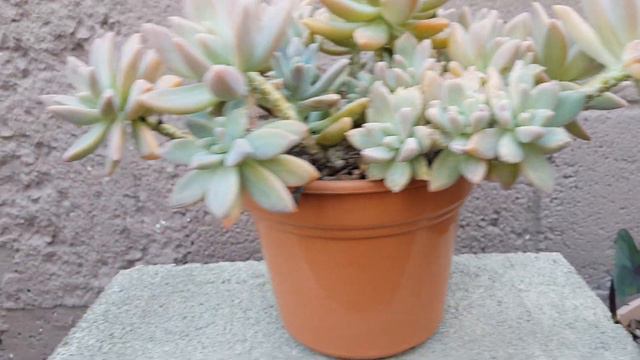 Graptosedum Francesco Baldi  CUIDADOS  -  Graptosedum Francesco Baldi CARE