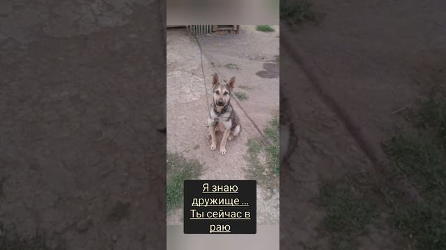 В память о верном друге смотреть онлайн