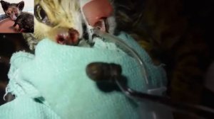 Подборка удаления крупных личинок овода