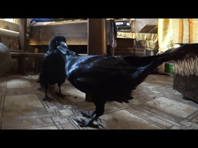 Жизнь воронов в свете математических теорий. смотреть онлайн