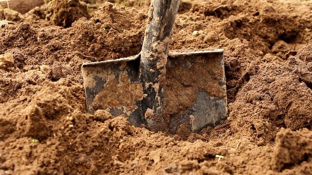 Капуста белокочанная: чем накормить, как поливать, когда убирать смотреть онлайн