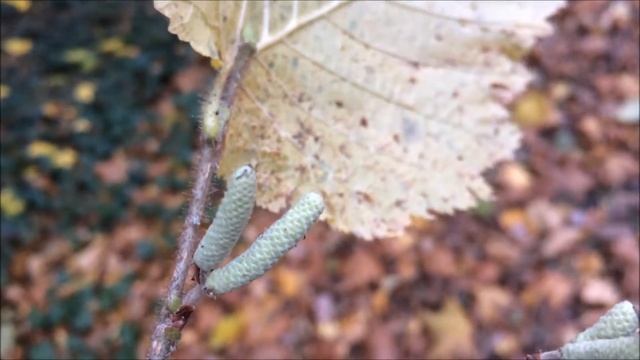 Common Hazel (Corylus avellana) - male catkins close up - December 2017 смотреть онлайн