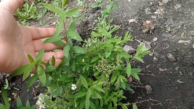 Почвопокровные растения, новая гортензия, туя и новая моя клумба. Что растёт в теплице. смотреть онлайн